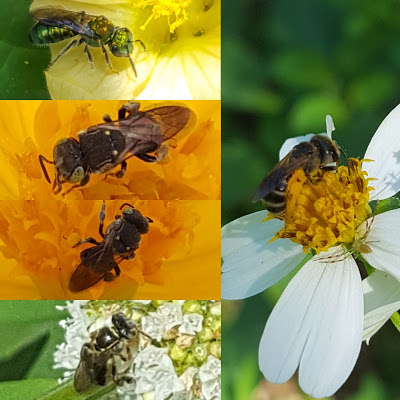 World Bee Day 2021 – Multilateral Environmental Agreements